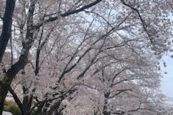 桜カーニバル1